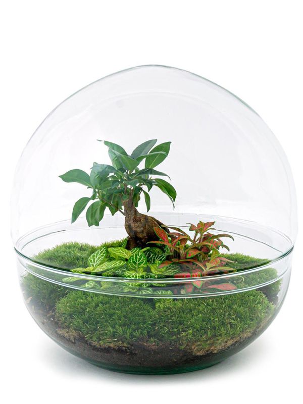 Ficus Bonsai Biodome Terrarium - DIY Kit