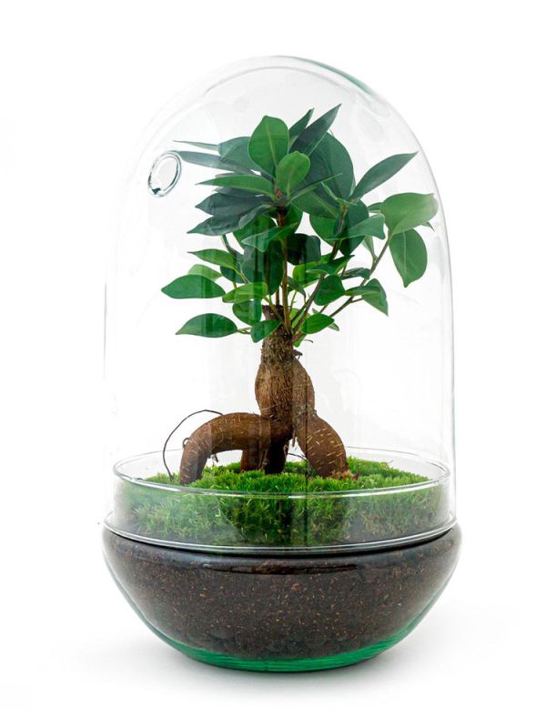 Terrarium Mensa - Ficus ginseng