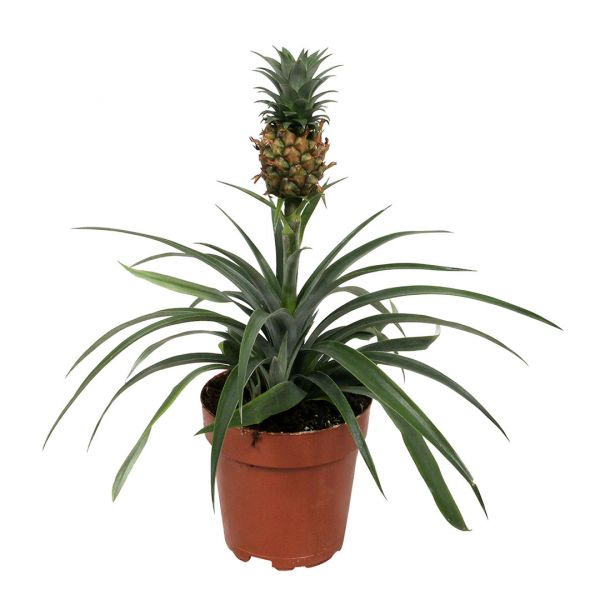 natuurkundige Plateau lezer Pineapple plant - 35 cm