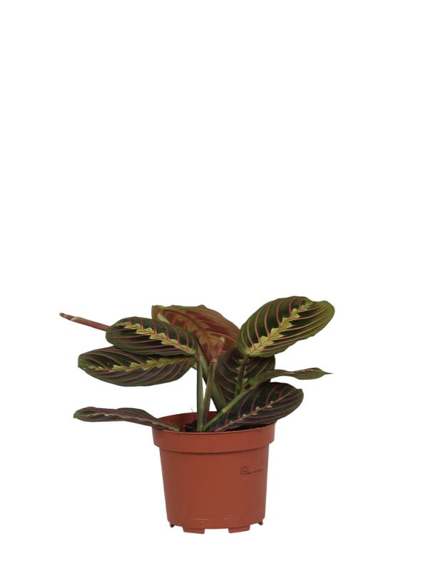 1 Maranta Fascinator tricolore | Cadeau plante d'intérieur (20-30 cm pot  inclus)