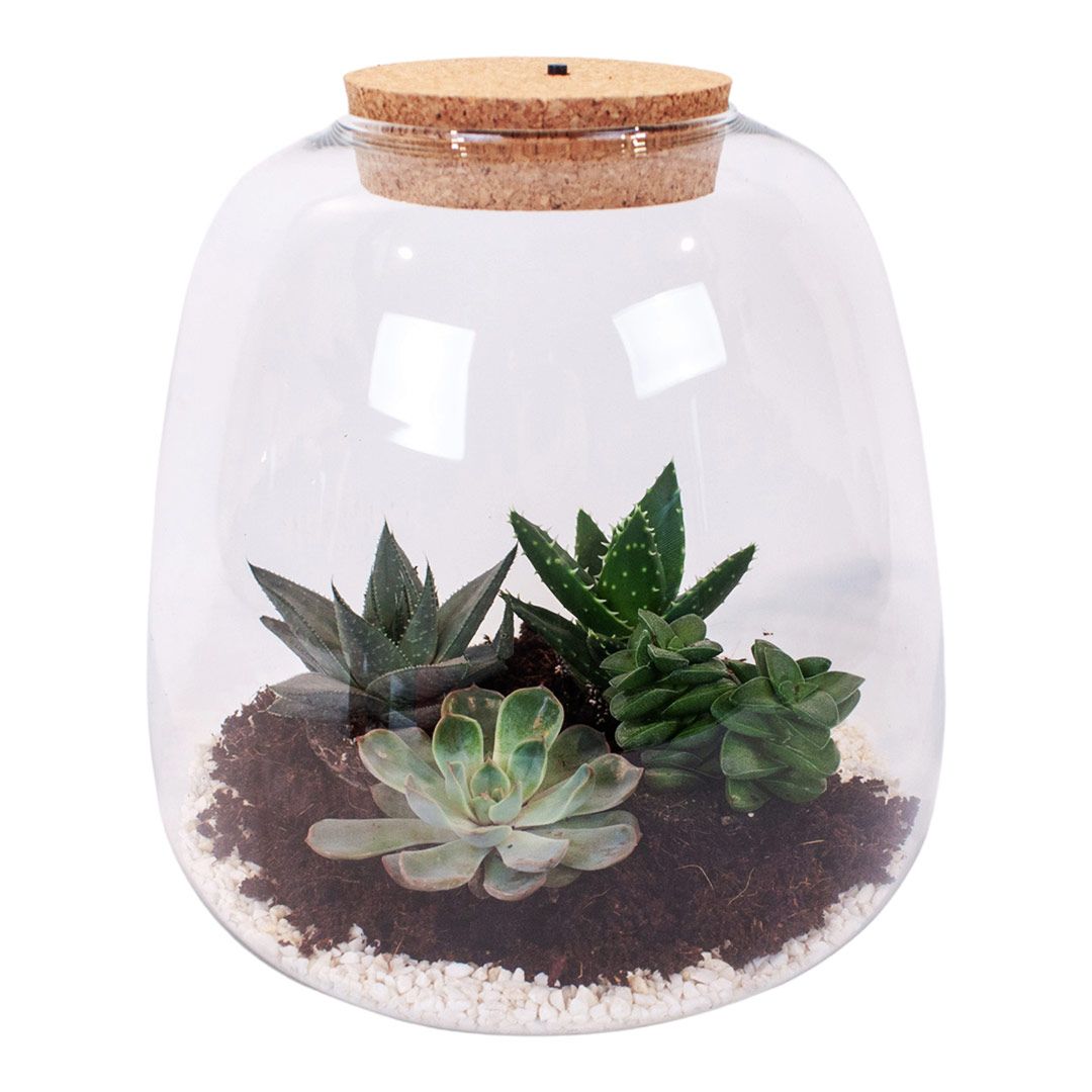 DIY Terrarium kit - an excellent gift – Tropical Glass