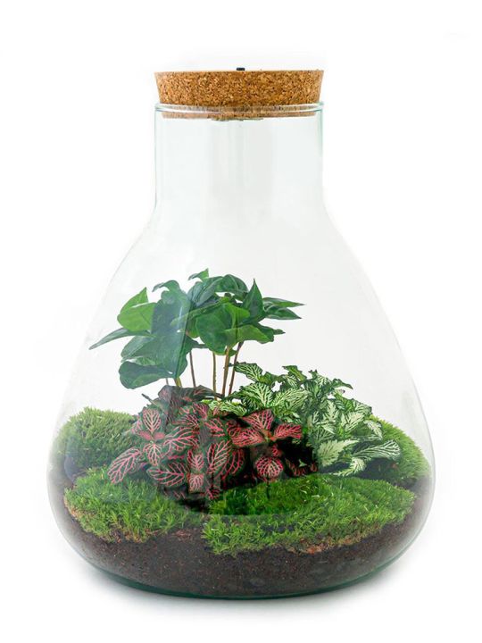 Verschuiving Markeer vochtigheid Planten terrarium kopen - Ecosysteem in glazen pot