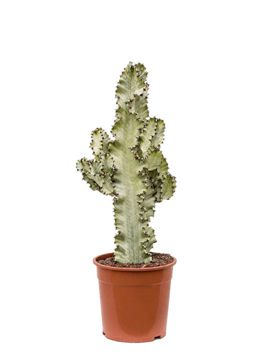Euphorbia Ingens Marmorata
