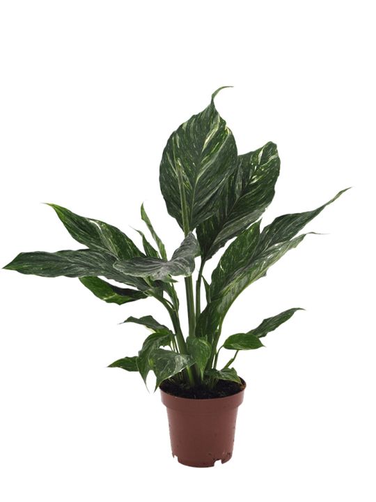 Einblatt (Spathiphyllum) online kaufen