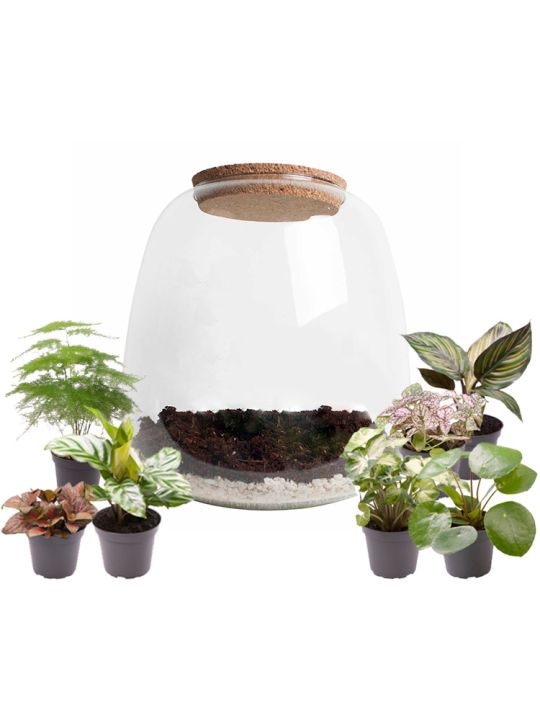 Voordracht Op en neer gaan knuffel Planten terrarium kopen - Ecosysteem in glazen pot