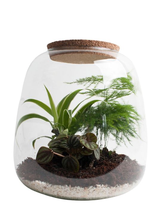 opvoeder wond De Buy plant terrarium kits online - Closed & Self-sustaining